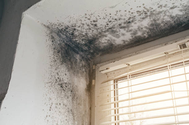 Affordable Basement Mold Remediation solutions in South Boston, VA