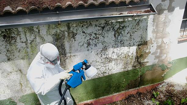 Top rated local Basement Mold Remediation specialists in South Boston, VA